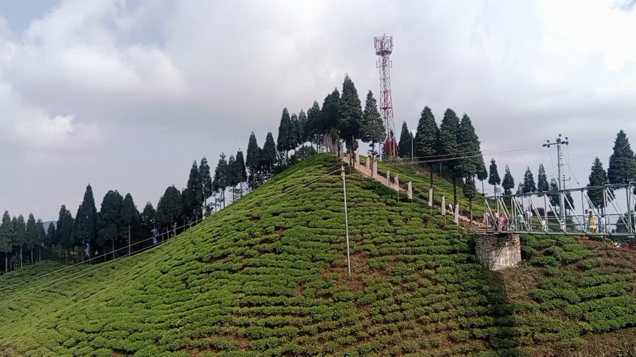 इलाममा सुरु भयो ‘फस्ट फ्लस’ चिया टिपाइ